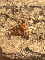 Metatrichia vesparium