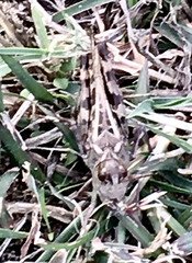 Hippiscus ocelote