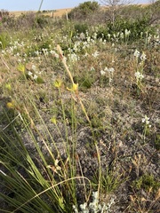 Moraea bellendenii