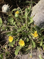 Arctotheca prostrata