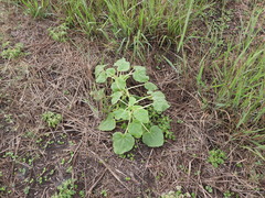 Proboscidea louisianica