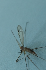 Dicranomyia