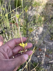 Moraea bellendenii