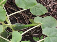 Proboscidea louisianica