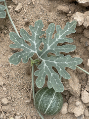 Cucurbita cordata