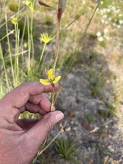 Moraea bellendenii