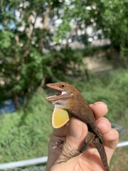 Anolis cristatellus cristatellus