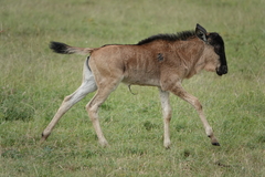 Connochaetes taurinus mearnsi
