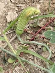 Cucurbita cordata