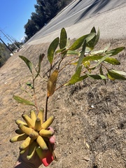 Eucalyptus conferruminata