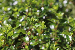 Rhamnus prinoides