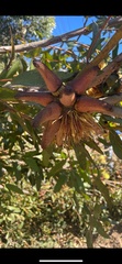 Eucalyptus conferruminata