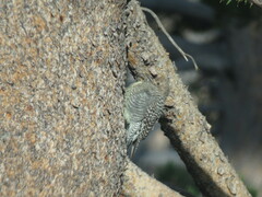 Sphyrapicus thyroideus