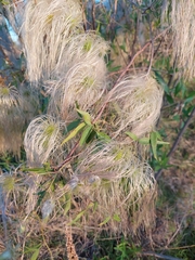 Clematis montevidensis