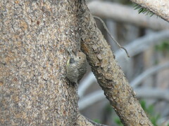 Sphyrapicus thyroideus