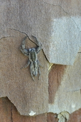 Holoplatys apressus