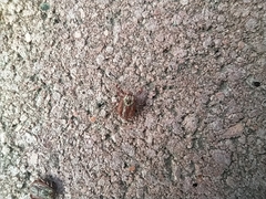 Dermacentor reticulatus