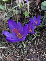 Crocus ligusticus