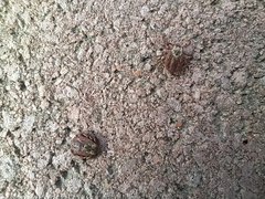 Dermacentor reticulatus