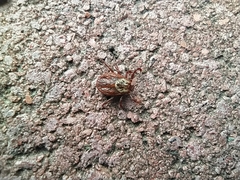 Dermacentor reticulatus