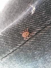 Dermacentor reticulatus