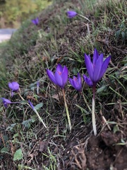 Crocus ligusticus