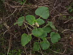 Proboscidea louisianica