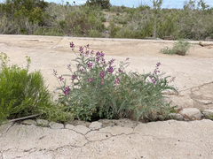 Astragalus magdalenae