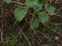 Proboscidea louisianica