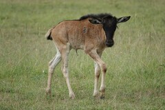 Connochaetes taurinus mearnsi