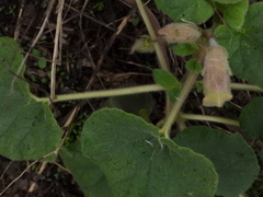 Proboscidea louisianica