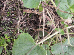 Proboscidea louisianica