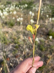 Moraea bellendenii