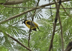 Icterus graduacauda
