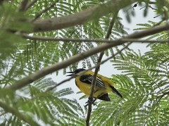Icterus graduacauda