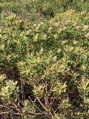 Leucadendron coniferum