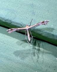 Stangeia xerodes