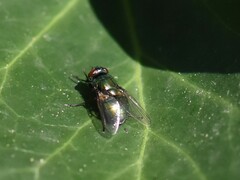 Neomyia cornicina