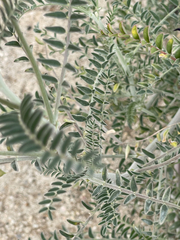 Astragalus magdalenae