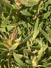 Leucadendron coniferum