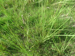 Alopecurus arundinaceus