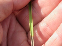 Alopecurus arundinaceus