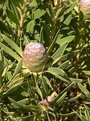 Leucadendron coniferum