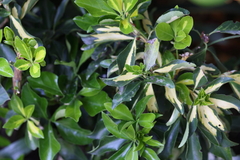 Heptapleurum arboricola