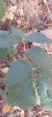 Lithospermum latifolium