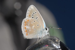 Polyommatus dorylas