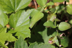 Limnophora obsignata