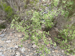 Abutilon abutiloides