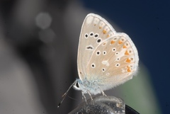 Polyommatus dorylas