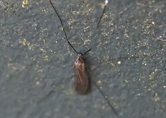 Trichoceridae